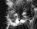Игра Черный кошки: Пятнашки