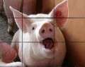 Игра Счастливые свиньи