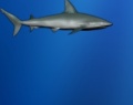 Игра Потерянная акула